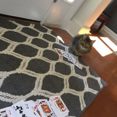 Cards with my cat