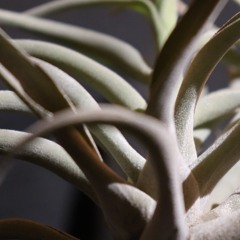 someone to call my lover (remix)