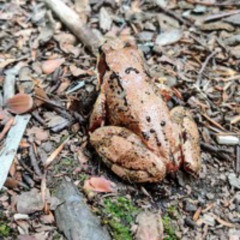 Norra Promenaden Vol.1 07/08-25