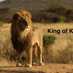 african male lion roaring