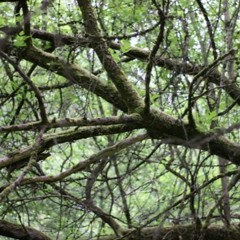 2021-01-14 Morning Meditation Sit - Shevat