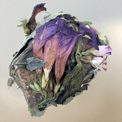 #18 Dissident Botany. On Barricades and Rosa Luxemburg’s Herbarium – with Milena Bonilla
