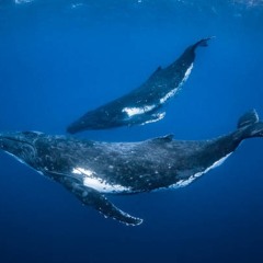 Song Of The Whales