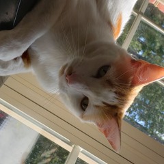 Demo reel (Semi and Audio version