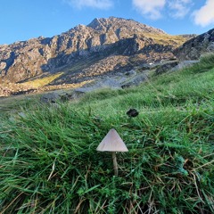 Junglism   Loonygoon   Free Download