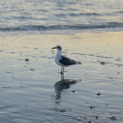 Sunset Freestyle .m4a.wav