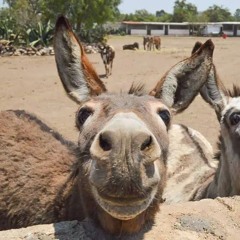 the donkey kongs ong