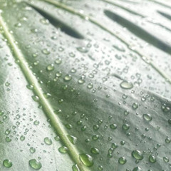 Organic - Ecstatic Art