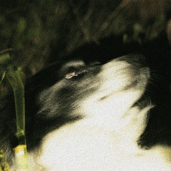 Loup