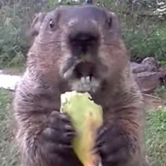 c0mpud3r Cr4shez (grouNdh0g piZza)