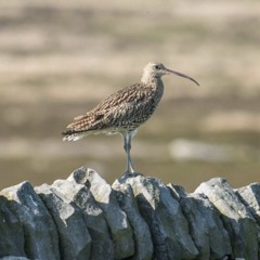 Curlew Call