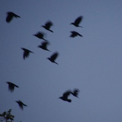 You can run (but you gone die)