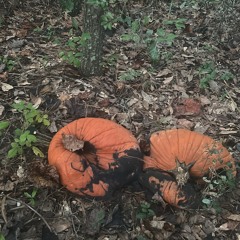 Satins Saturation Freestyle