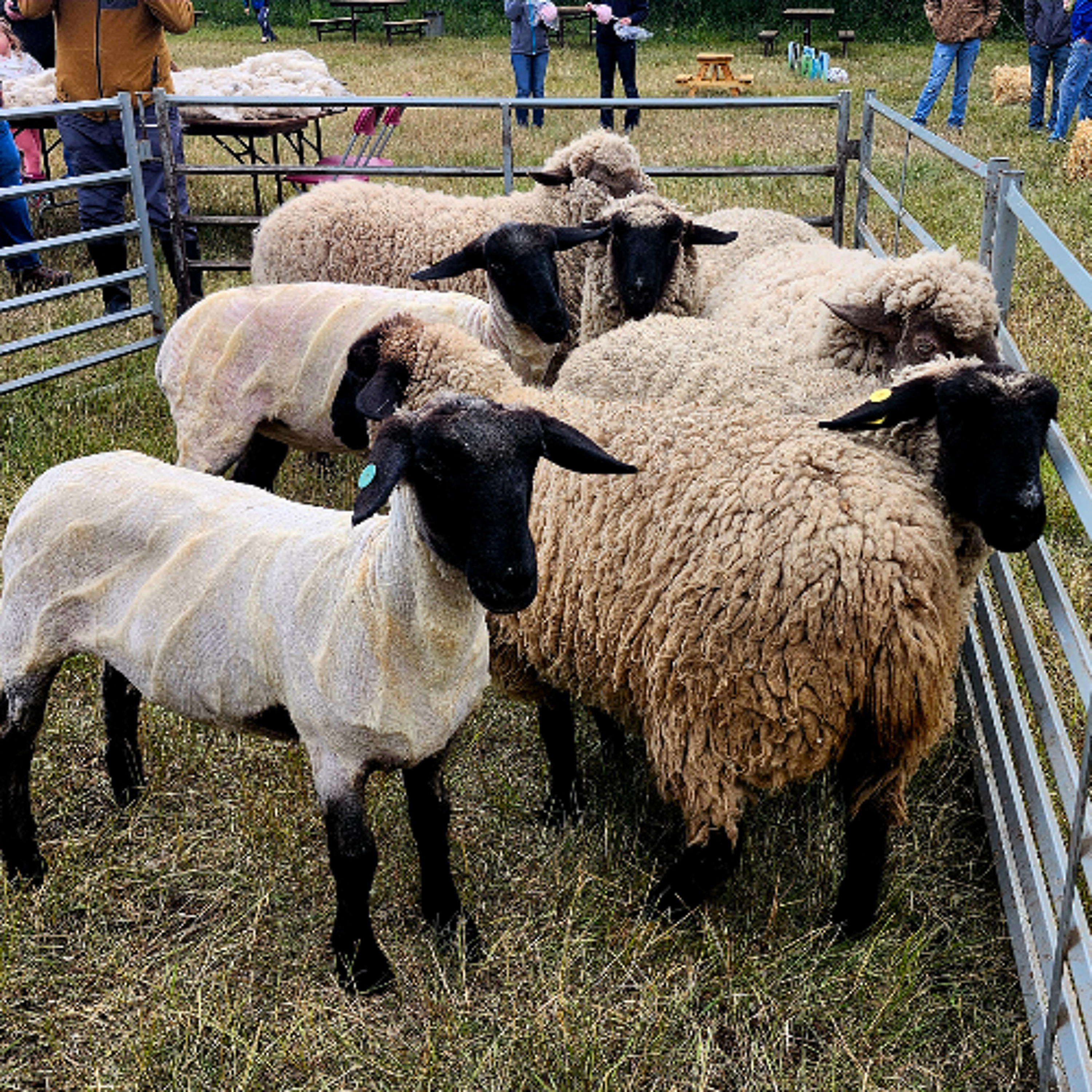 Record-Setting Year for Alberta Open Farm Days in 2025