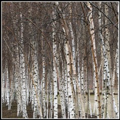 Hazy Shade Of Winter