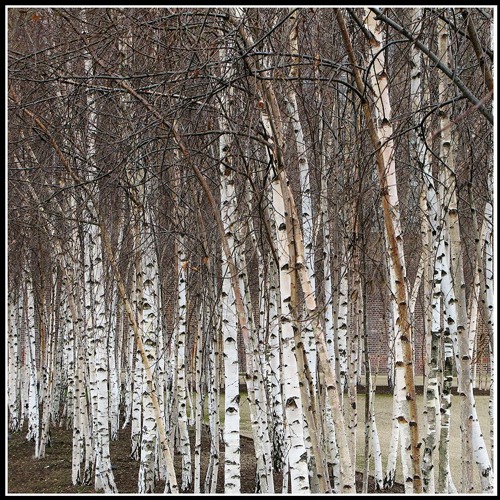 Hazy Shade Of Winter