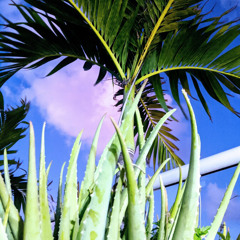 Let It Go (SMG) prod. Sweet Meek