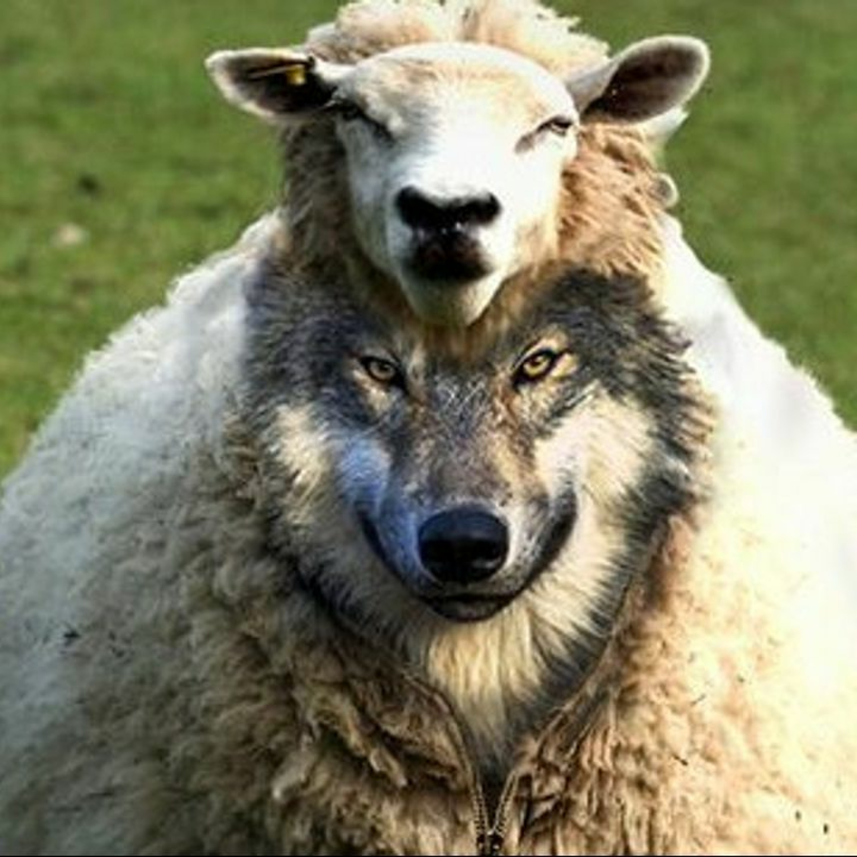 The Master\'s Voice Prophecy Blog