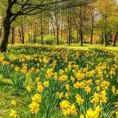 Buttercups And Daffodils
