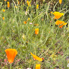 Poppy Field in a Gravel Bed (feat. Lindsey McFarland)