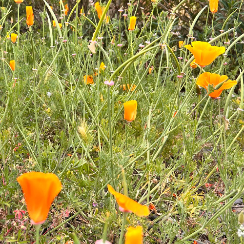 Poppy Field in a Gravel Bed (feat. Lindsey McFarland)