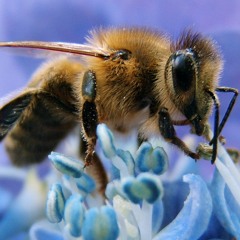 Atman Dao: Honey Mix - Treforris 2022