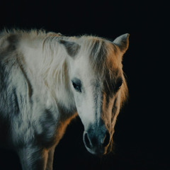 Caballo Blanco