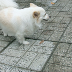 Lady Gaga, Bruno Mars - Die With A Smile (경우cover w/SJ)