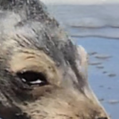 THE Walrus - 7_15_25, 2.12 PM