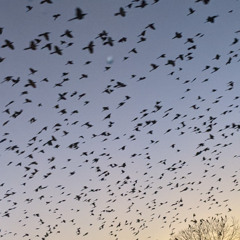 wagwan | hillhouse session vol. 2