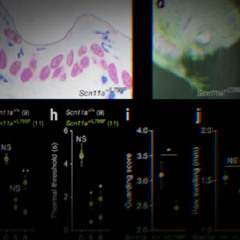Maladaptive Mutation
