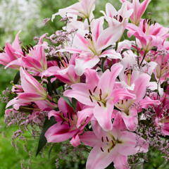 Sermon for 15 Trinity: "Consider the Lilies"