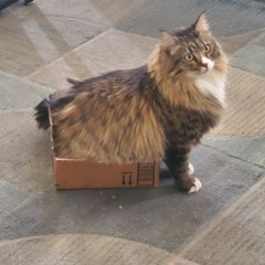 Lawrence Pierce Box Of Cats Vol3