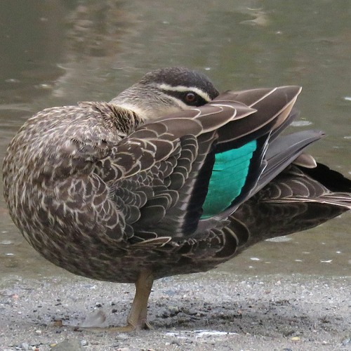 Stream Pacific Black Duck Adults calling at night (the loud laughing