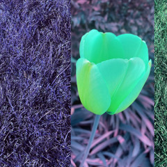 GROWING GRASS v1.2