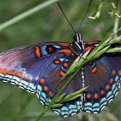 I Try Madame Butterfly