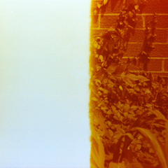 overexposed negative of the garden