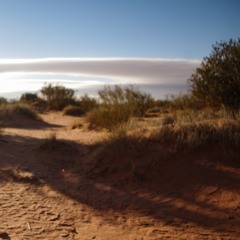 Desert shrubland afternoon - Saharan Atlas Mountains