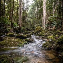 Nature Sounds Tasmania - Creekton Rivulet