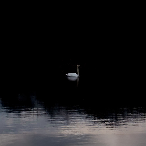 rockstar not a dj xd (2022)