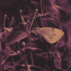 lost nights (FREE DOWNLOAD)