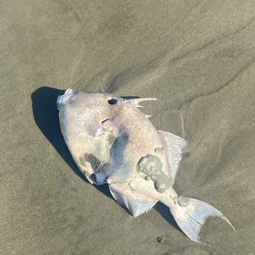 TECHNO 000 - VOICE MEMO RECORDING