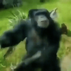 "Monkey trip" fuhtweny (p.Geck0w_420)