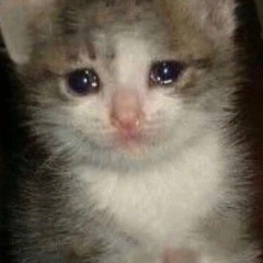 sad_cat
