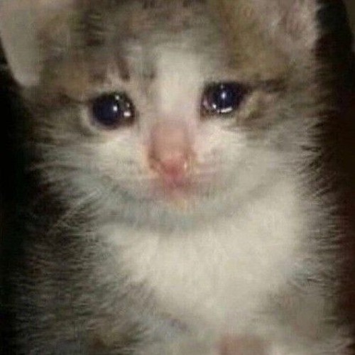 sad_cat