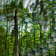 Among Pines (naviarhaiku600)