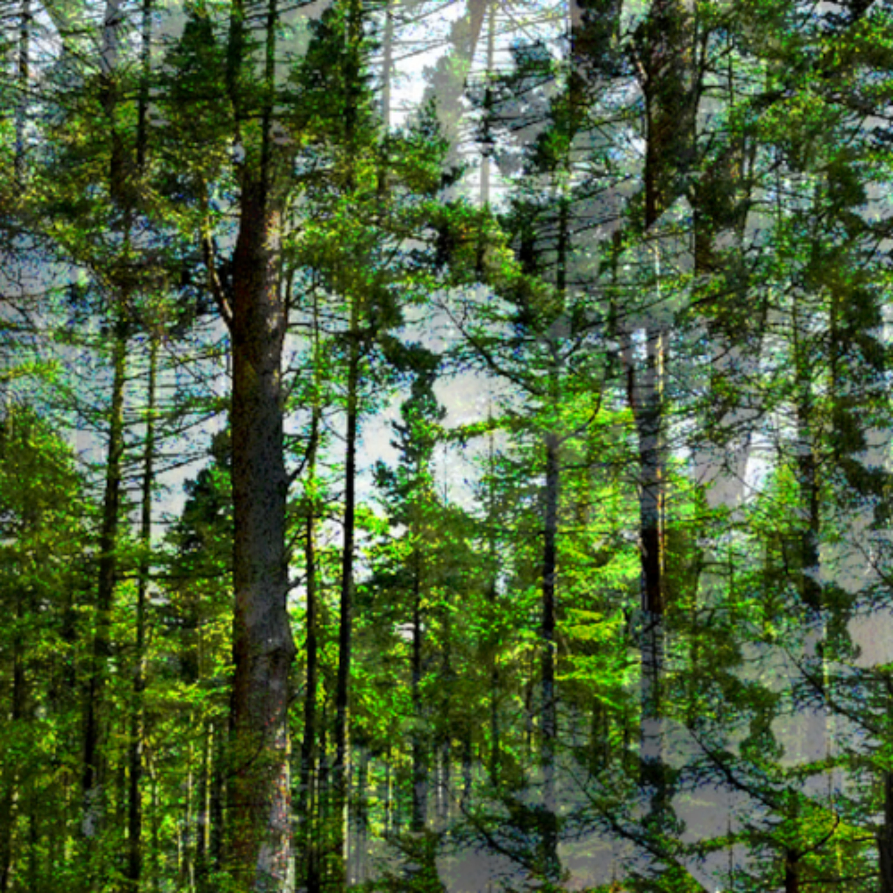 Among Pines (naviarhaiku600) episode artwork