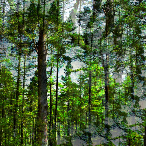 Among Pines (naviarhaiku600)