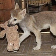 into me - June Henry