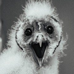 Tyto Alba - MARLENE